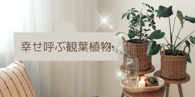 幸せ呼ぶ観葉植物